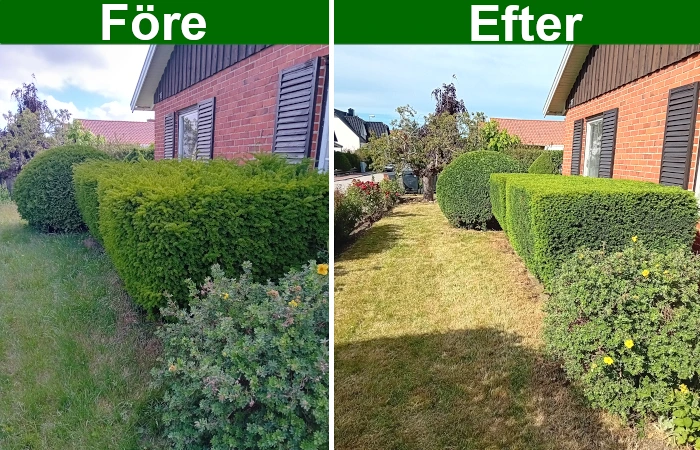 Före och efter-bilder av trimad häck och gräsmatta i trädgård.